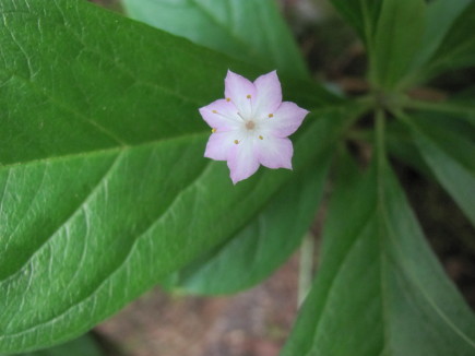 Star flowers shine on Camosun Bog in spring.