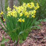 Pacific Spirit Regional Park daffodils