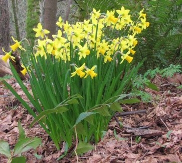 Pacific Spirit Regional Park daffodils