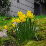 Vancouver garden daffodils