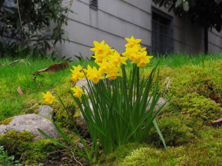 Vancouver garden daffodils