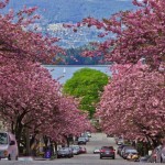 kitsilano cherry blossoms