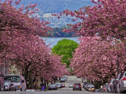 kitsilano cherry blossoms